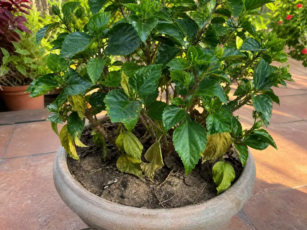 Potted hibiscus with dry soil and lower yellowing leaves showing container stress