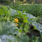 Squash plant leaves with powdery mildew in a backyard vegetable garden