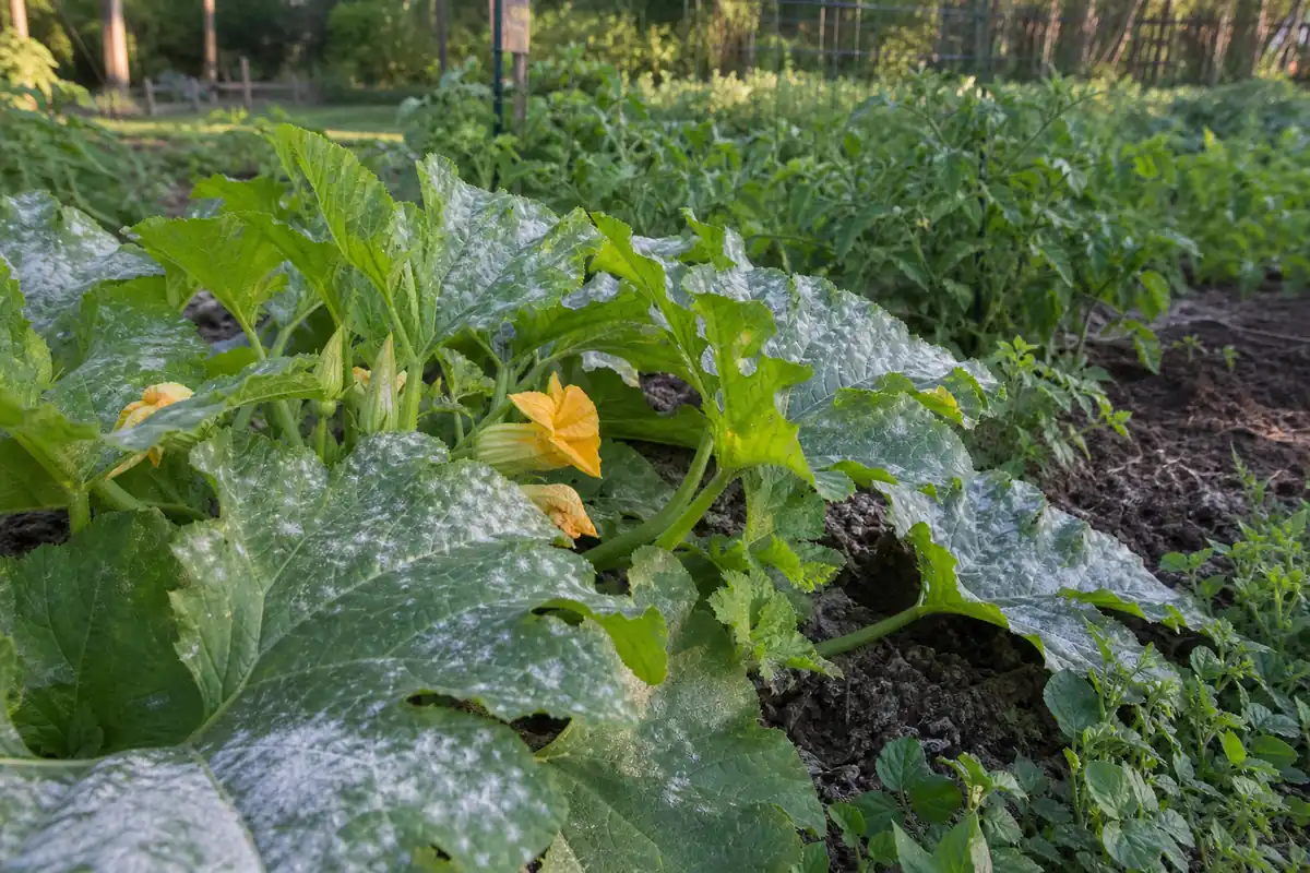 Squash plant leaves with powdery mildew in a backyard vegetable garden