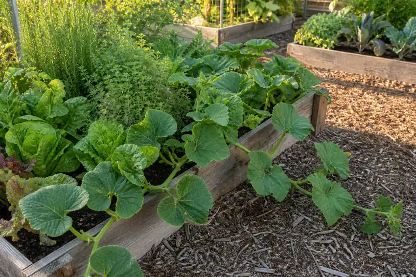 Crowded raised garden bed with sprawling vines and herbs showing why some crops need more space
