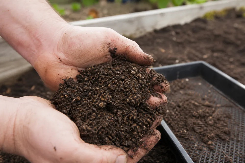 Hands holding crumbly raised bed soil mixed with compost and mineral topsoil