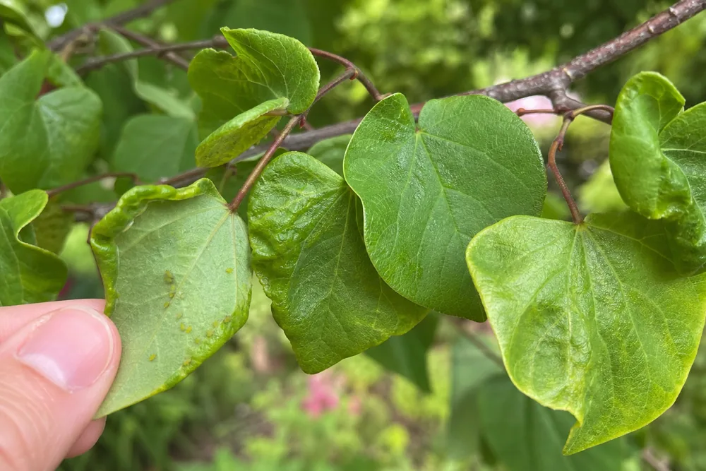 Close-up of curled redbud leaves being inspected for aphids and rolled edges