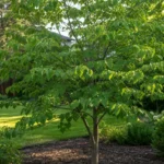 Young redbud tree with curled leaves in a mulched garden bed