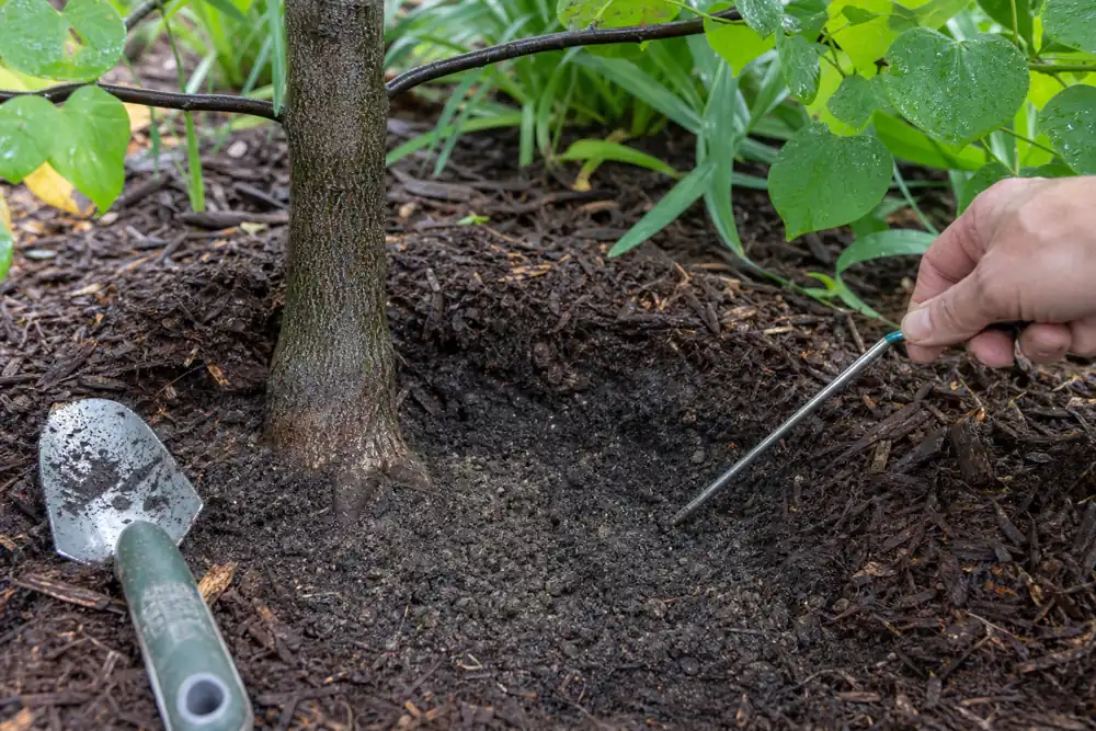 Root zone of a young redbud tree being checked for soil moisture and mulch depth