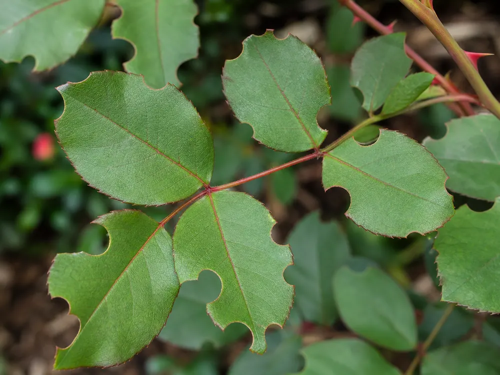 Rose leaves with clean circular leafcutter bee cuts along the edges