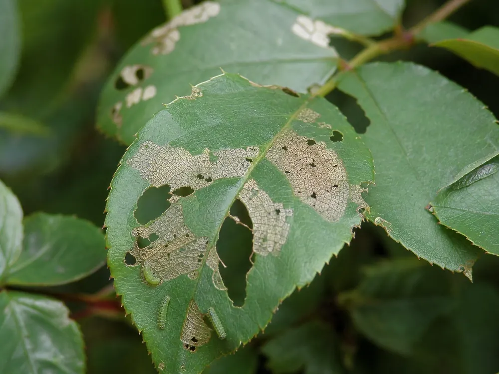 Rose leaves with sawfly windowpane damage and small green larvae