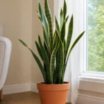 Healthy snake plant in a terracotta pot beside a bright window