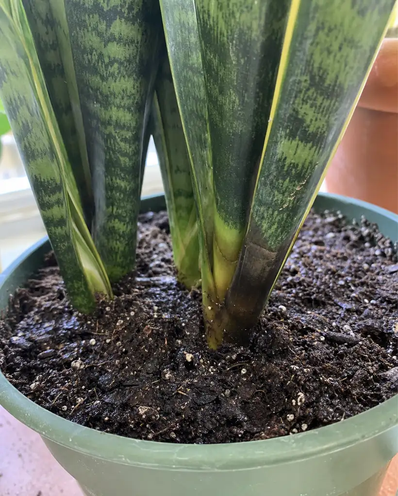 Dark soft snake plant leaf bases in wet potting mix showing early overwatering damage