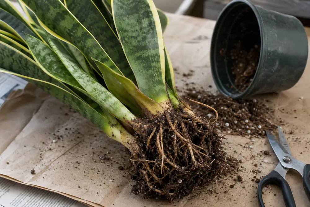 Snake plant removed from a pot with mushy lower leaves and exposed roots being checked on a table