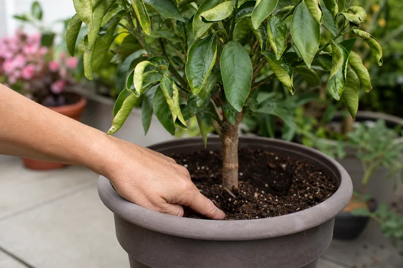 Gardener checking soil moisture in a container plant with curled leaves before watering again.