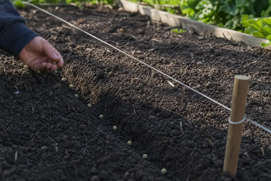 Pea seeds spaced in a shallow garden row before covering