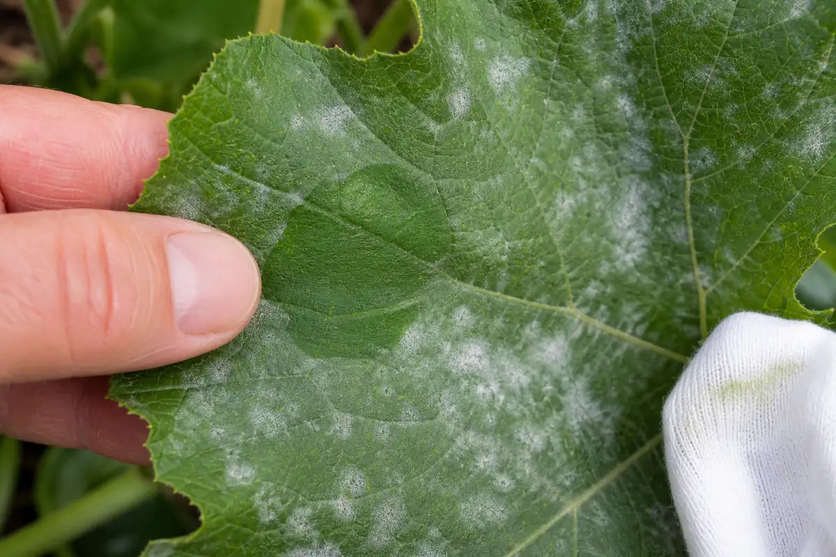 Squash leaf powdery mildew wipe test showing white patches on a green leaf