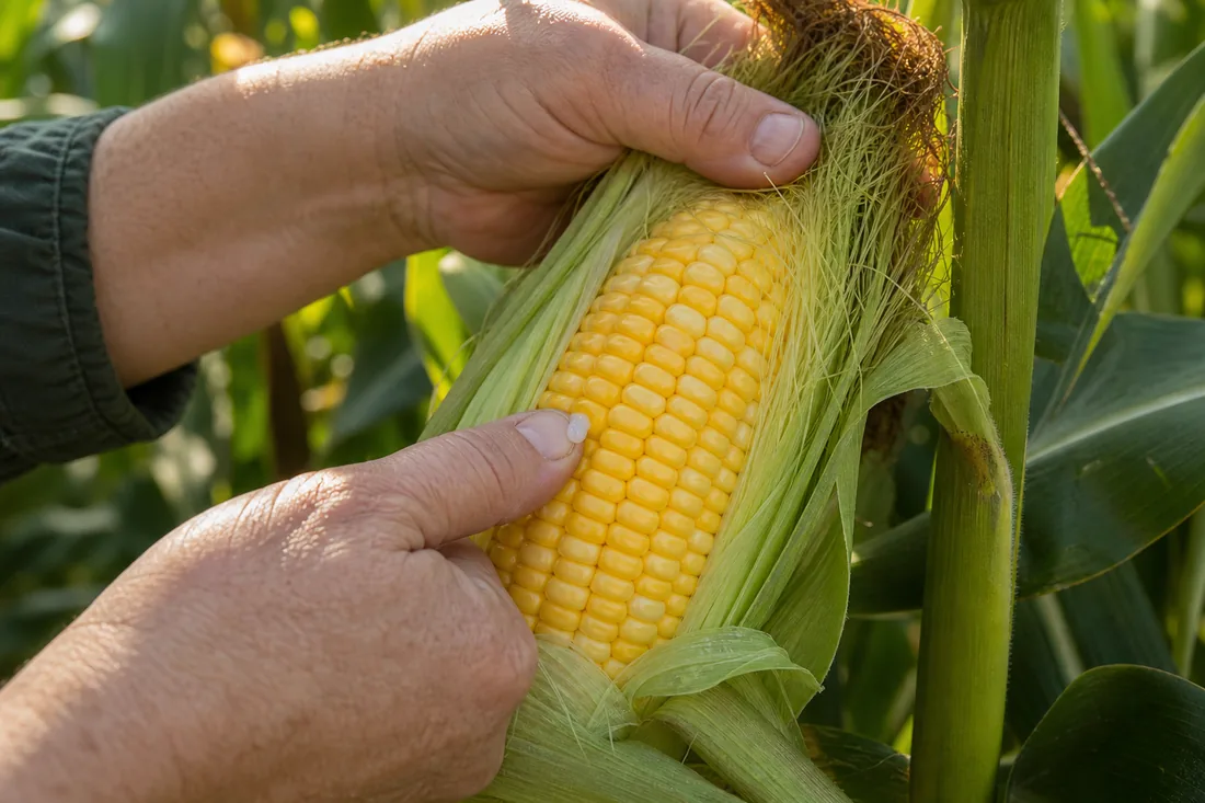 Sweet corn kernels releasing milky juice during a harvest check