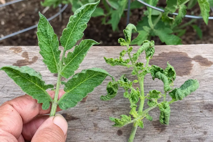 Tomato leaf clusters showing upward leaf roll beside twisted new growth for curl pattern comparison