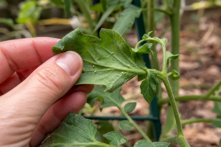 Gardener checking the underside of a curled tomato leaf for tiny pests