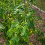 Tomato plant with curled leaves in a backyard vegetable garden