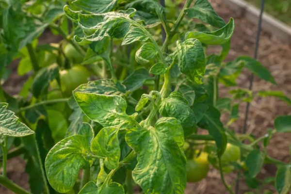 Tomato plant with curled leaves in a backyard vegetable garden