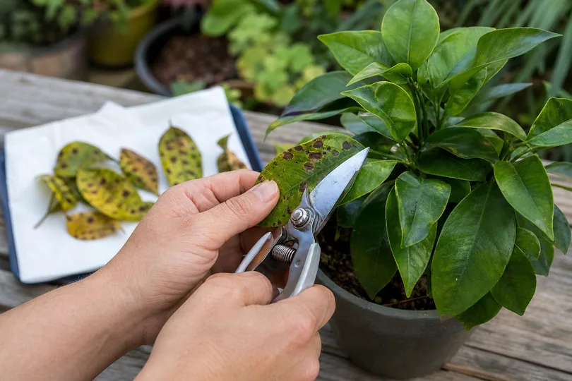 Gardener trimming a spotted leaf from a potted plant and keeping removed leaves away from healthy foliage.