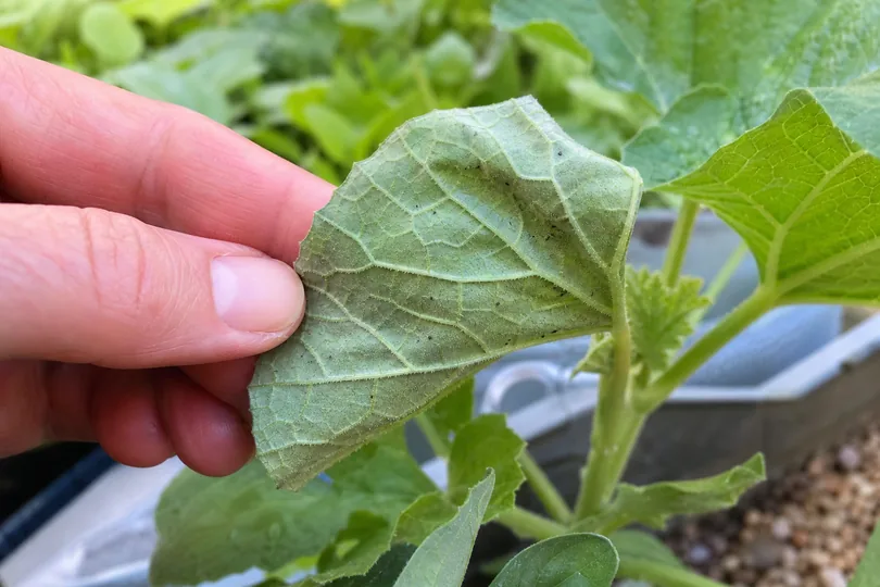 Gardener lifting a curled leaf to inspect the underside for pests and stippling.