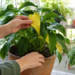Gardener inspecting yellow leaves on a potted houseplant