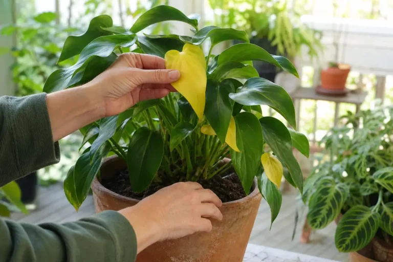 Gardener inspecting yellow leaves on a potted houseplant