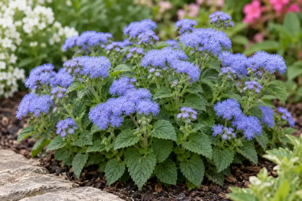 Soft blue ageratum flower clusters above broad toothed green leaves