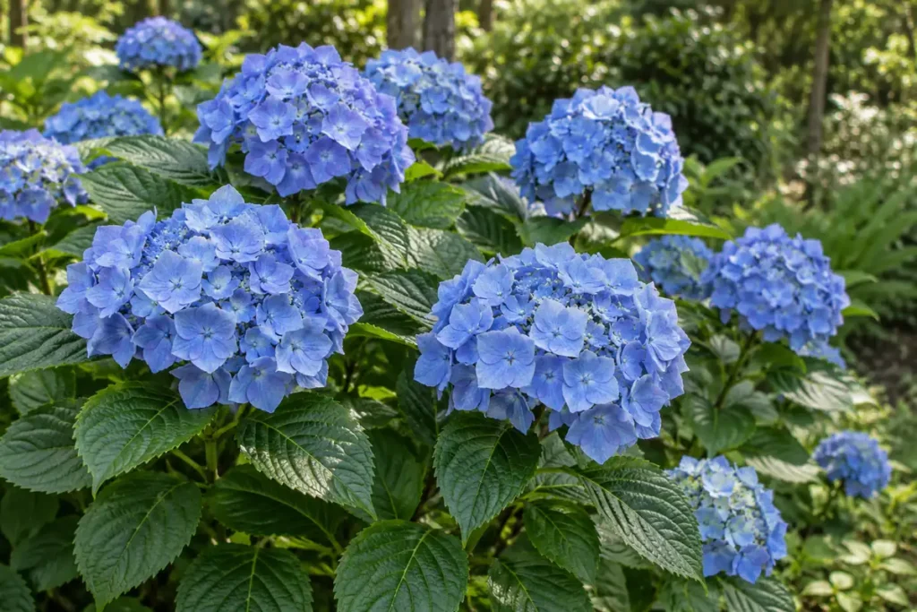 Rounded blue bigleaf hydrangea flower heads above broad serrated green leaves