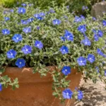 Blue daze flowers with pale centers above small silvery-green leaves spilling over a pot