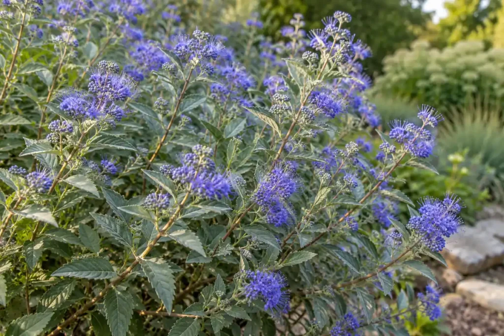 Bluebeard flower clusters with fine projecting stamens above gray-green shrub leaves