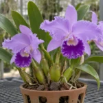Lavender Cattleya flowers above firm leaves and swollen pseudobulbs
