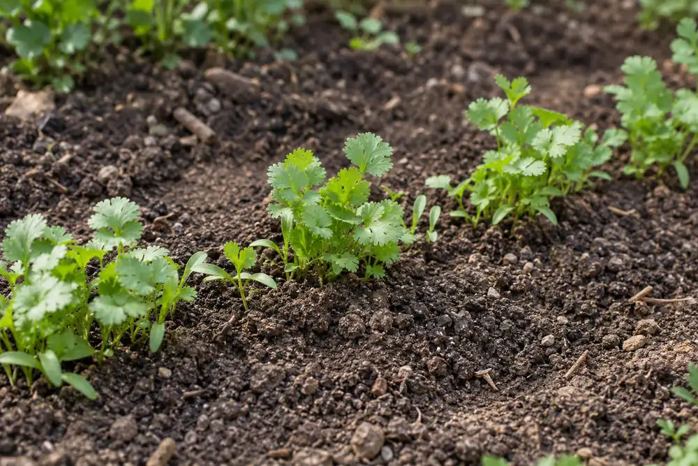 Young cilantro seedlings with rounded true leaves growing along a soil row