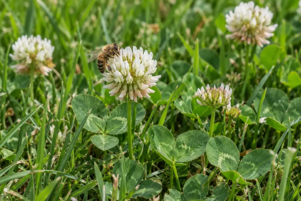 Honeybee feeding on a white clover flower above three-part clover leaves