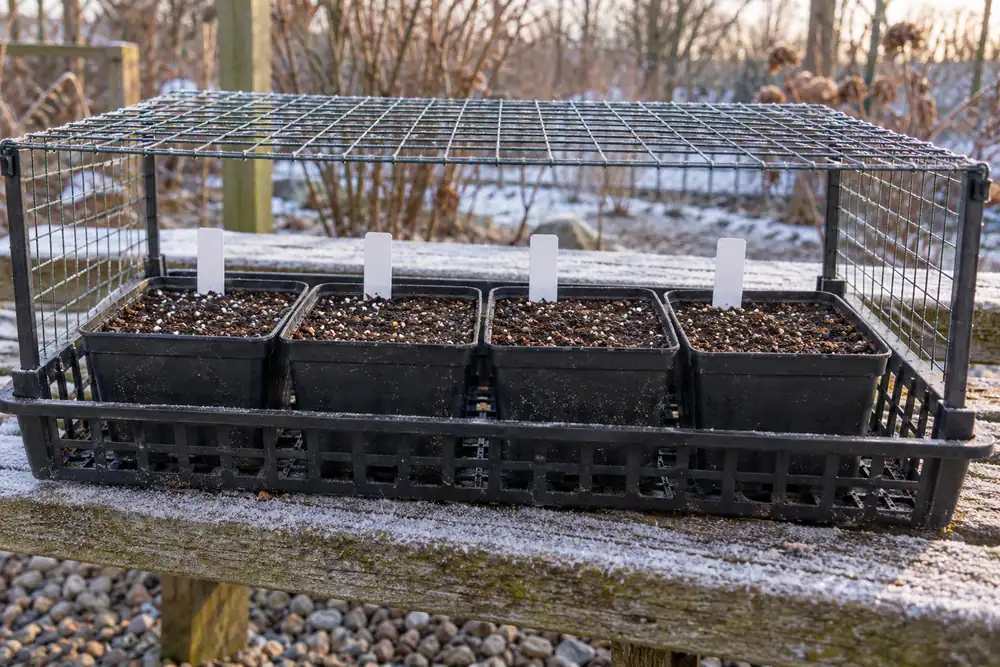 Labeled nursery pots in a mesh tray beneath a raised wire guard outdoors in winter
