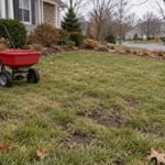 Late-autumn thin lawn with a red seed spreader beside exposed soil patches