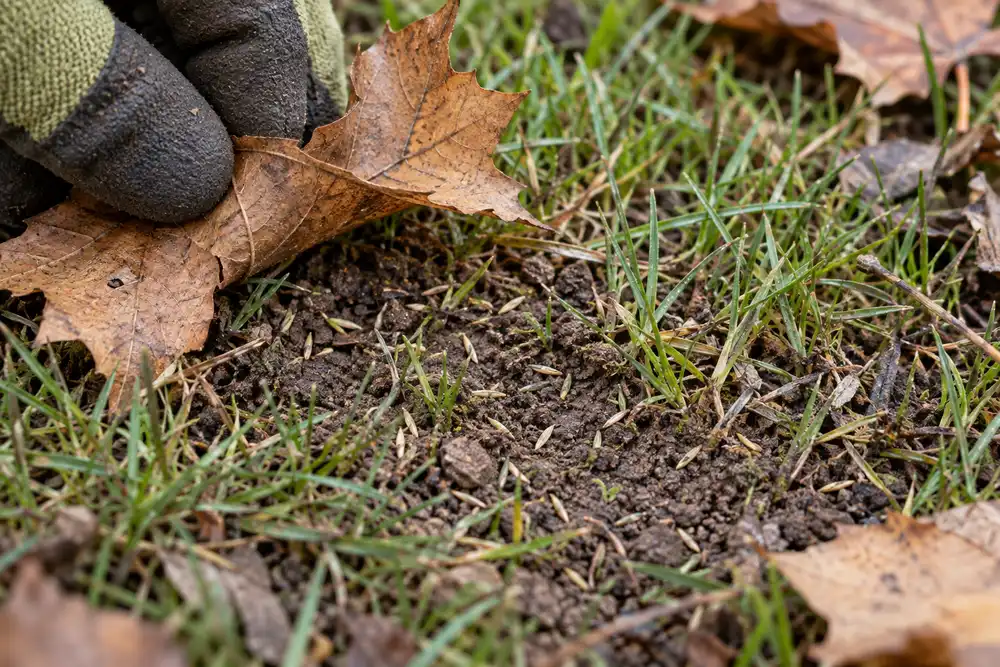Small grass seeds touching exposed soil between sparse lawn blades as a dry leaf is lifted