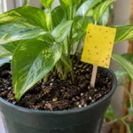 Yellow sticky monitoring card beside a houseplant in moist potting mix