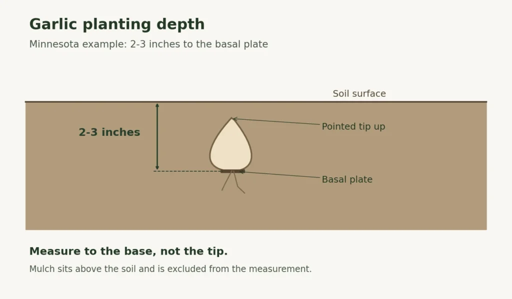 Garlic planting diagram measuring two to three inches from soil surface to basal plate in the Minnesota example