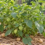Low branching ground cherry plant with green husks and dry tan husks on straw mulch