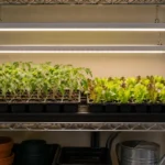 Vegetable seedlings under two suspended light bars on an indoor shelf