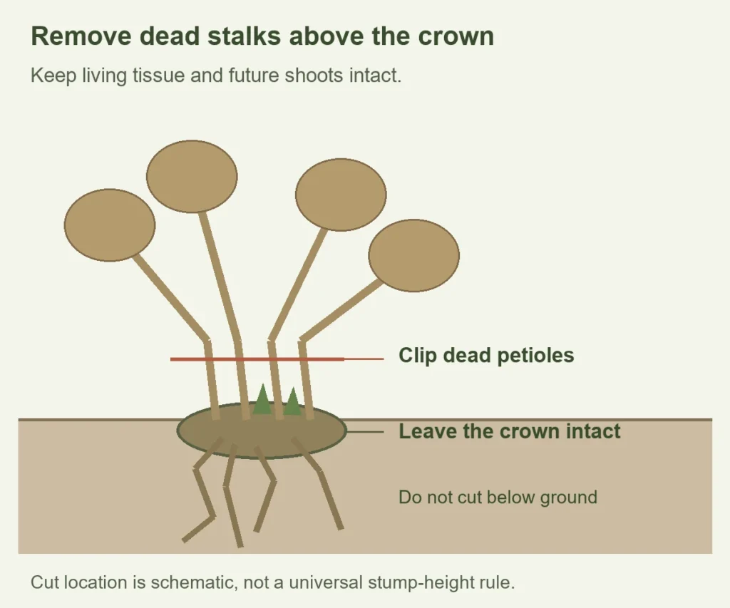 Dead hosta petioles cut above the living crown, with roots and growing buds left intact