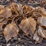 Brown ribbed hosta leaves and curved petioles resting over the plant base in late autumn