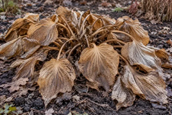 Brown ribbed hosta leaves and curved petioles resting over the plant base in late autumn
