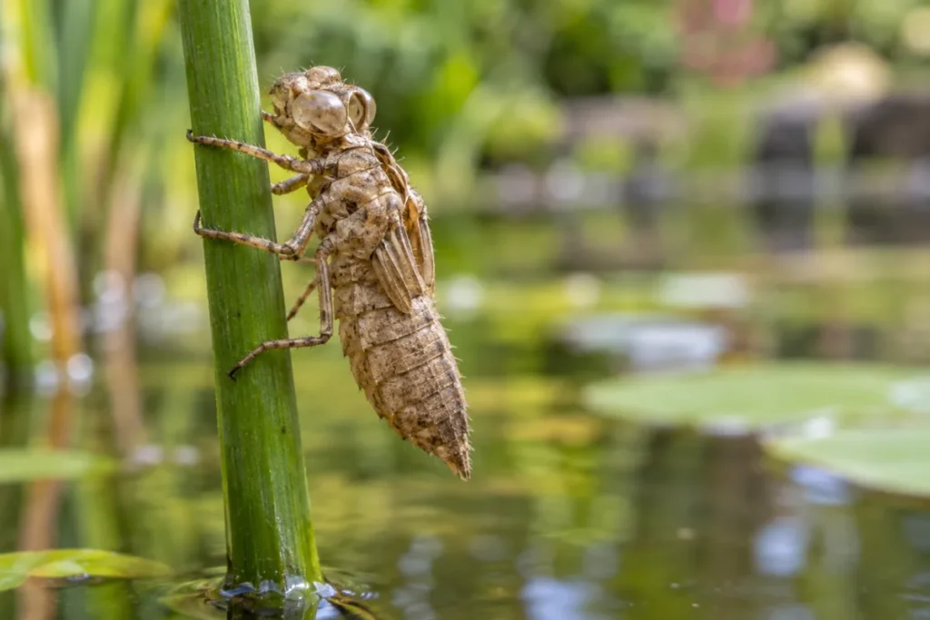 A dry dragonfly emergence shell gripping a rush stem above pond water
