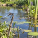 Blue dragonfly perched on a twig beside a planted garden pond