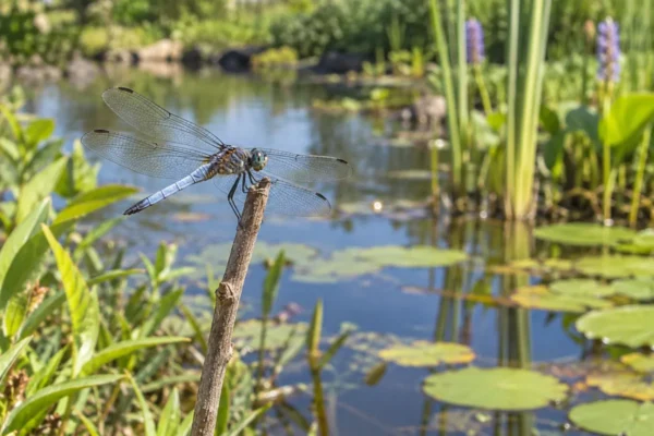 Blue dragonfly perched on a twig beside a planted garden pond
