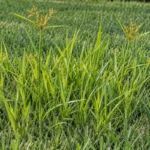 Tall yellow-green nutsedge leaves and tan flower heads rising above mown lawn grass