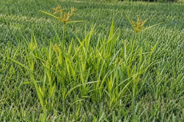 Tall yellow-green nutsedge leaves and tan flower heads rising above mown lawn grass