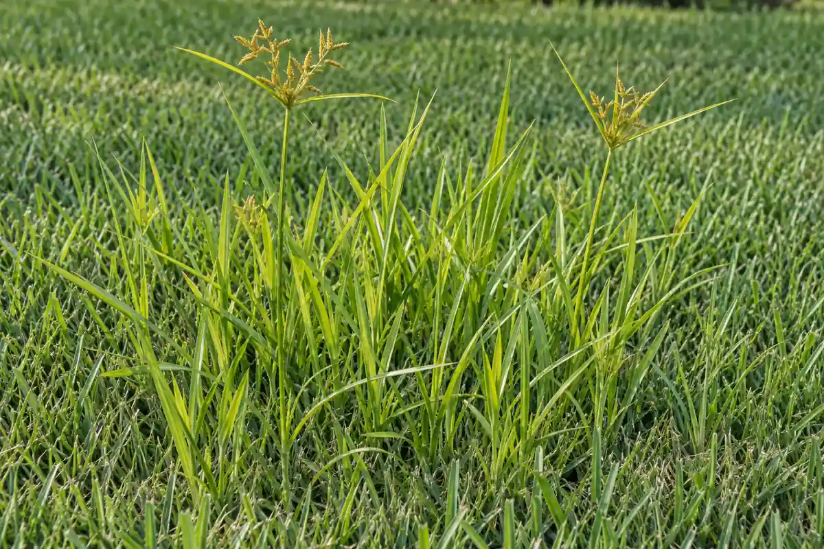 Tall yellow-green nutsedge leaves and tan flower heads rising above mown lawn grass