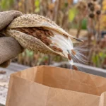 Gloved hand holding a split milkweed pod with brown seeds and white silk above a paper bag