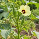 Young green okra pods growing upright beside a pale yellow flower on a garden plant